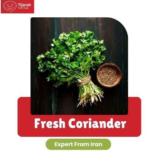 Home fresh coriander img