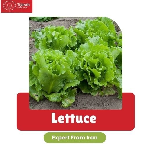 Home lettuce mimg